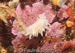 Frosted Nudibranch (Dirona albolineata) taken just outsid... by Pauline Ridings 